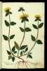  Fol. 177 

Flomos agria
Verbascum syl: Diosc:
Verbascum coronarium vel
Salvifolium: